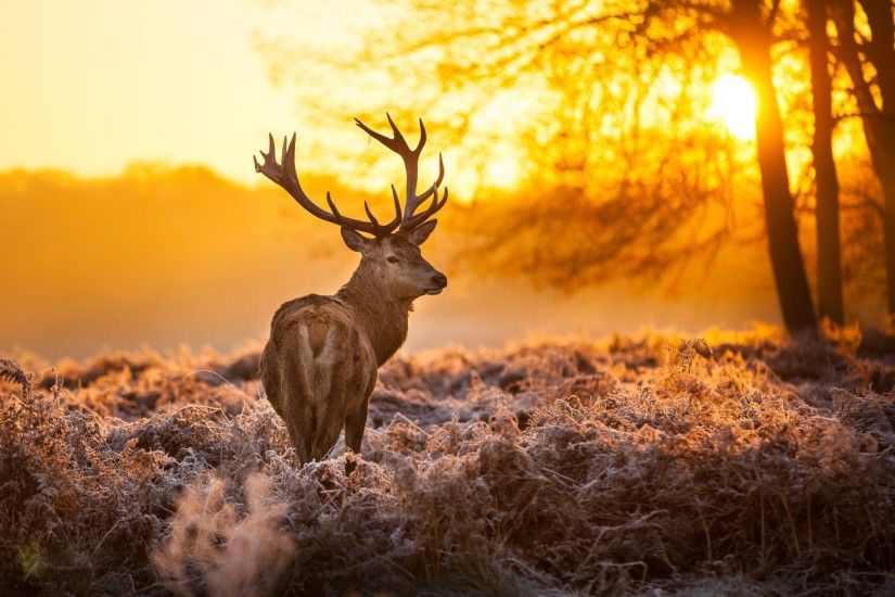 Animal Deer Animal Buck Sunset Forest Sky Gold Wallpaper