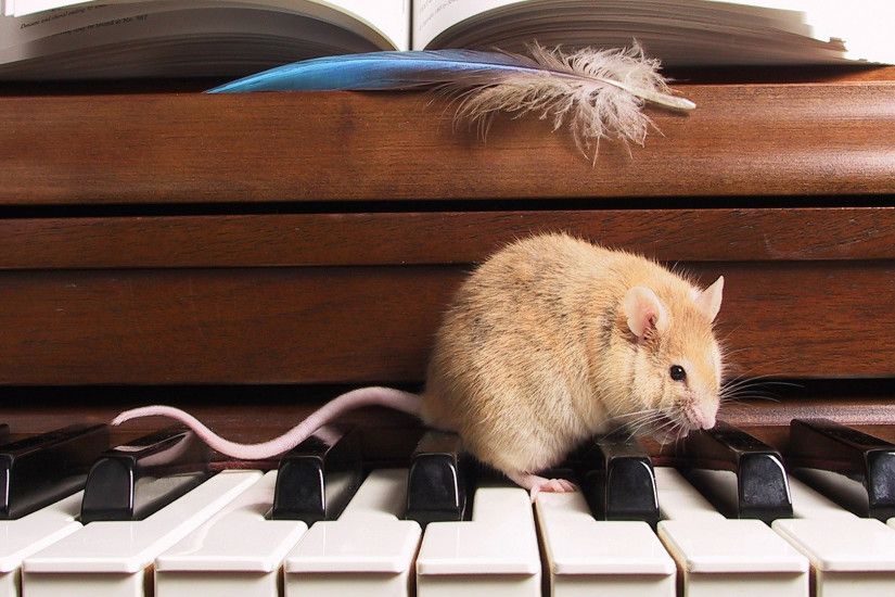 Preview wallpaper rat, piano, notes, feather, rodent, climb 1920x1080