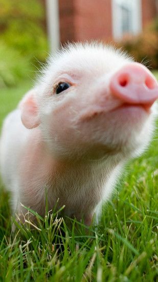 Cute pig LG G2 Wallpapers