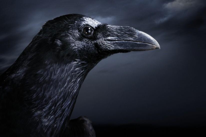 Preview wallpaper raven, bird, beak, black, profile 1920x1080