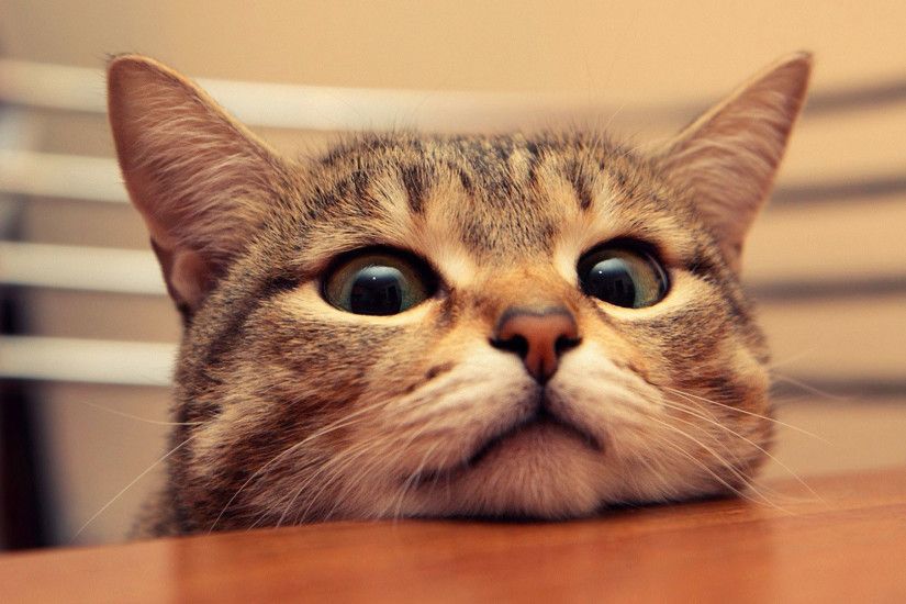 hd pics photos cute funny cat face close up hd quality desktop background  wallpaper