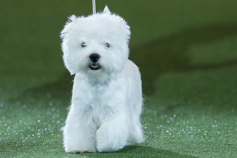 Crufts 2016: West Highland Terrier 'Geordie Girl' wins Best in Show | The  Independent