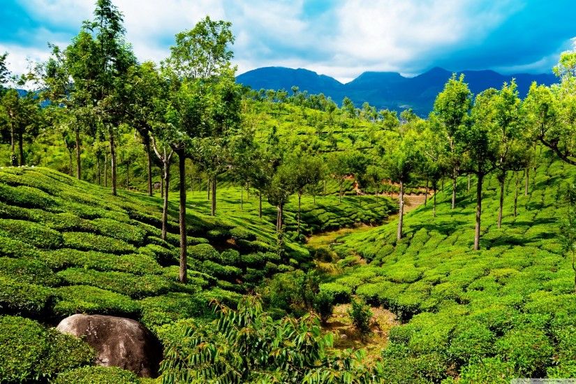 Green tea field, Kerala, India HD Wide Wallpaper for 4K UHD Widescreen  desktop &