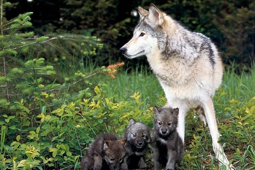Wolf Puppies
