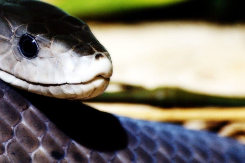 ... The Black Mamba Snake | Animals Wallpapers and Stock Photos ...