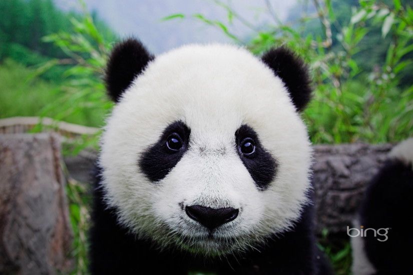 Panda Bear Cubs | Panda bear cub, animal, bamboo, bear, cub,