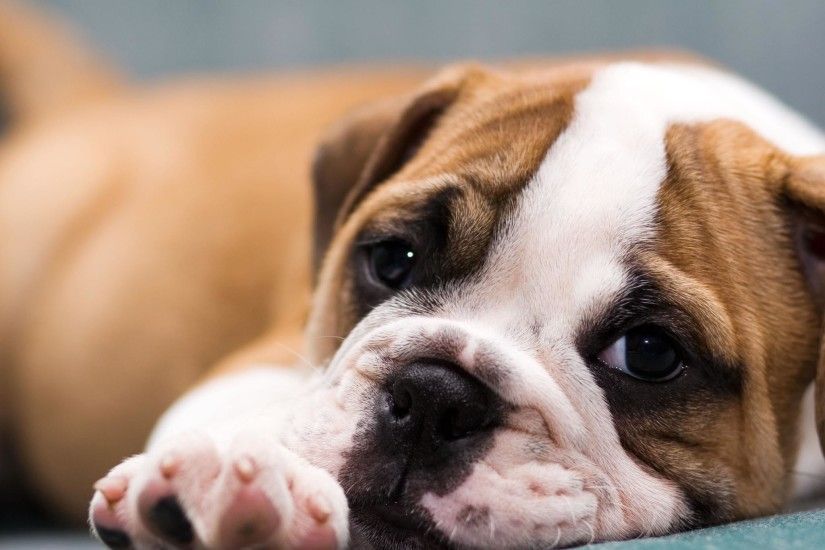 English Bulldog Puppies Desktop Wallpaper