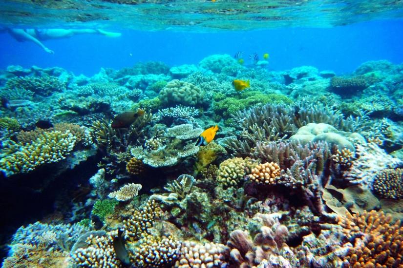 Great Barrier Reef Underwater Coral - Viewing Gallery