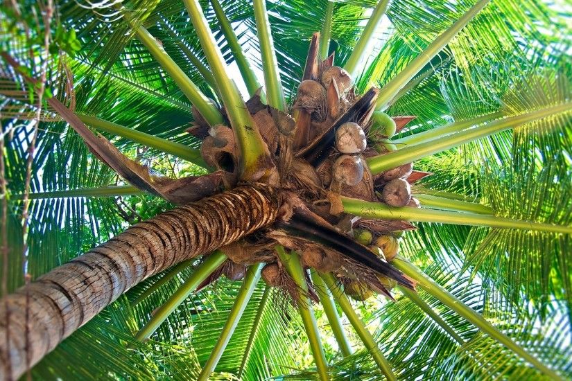 1920x1080 Wallpaper palm tree, trunk, cocoes, fruits, branches, from below