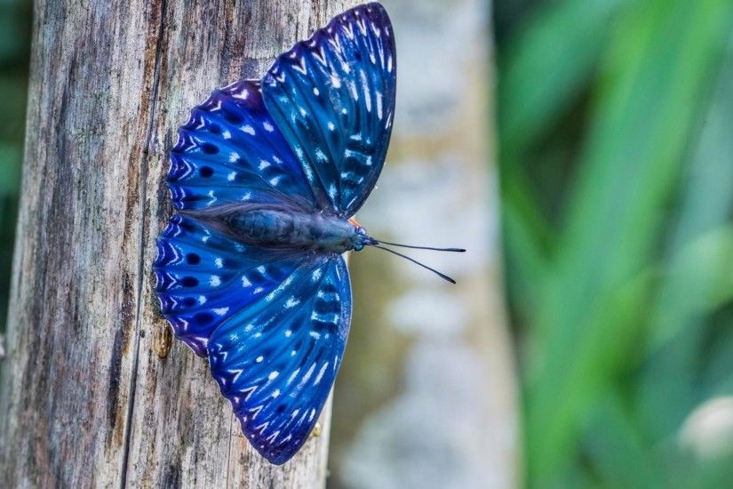Blue-butterfly-animal-wallpaper-HD