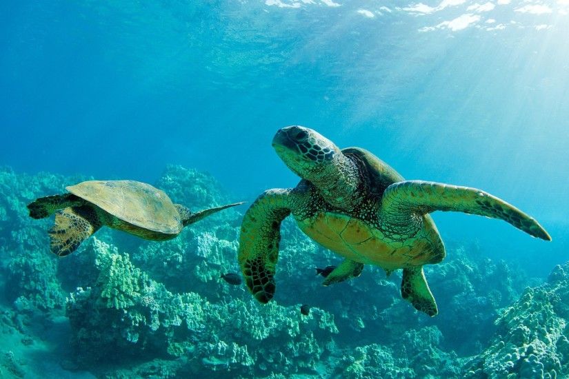 Sea Turtles Maui Hawaii Computer Wallpapers Desktop Backgrounds