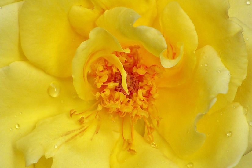 2048x1152 Wallpaper rose, yellow rose, petals, close-up