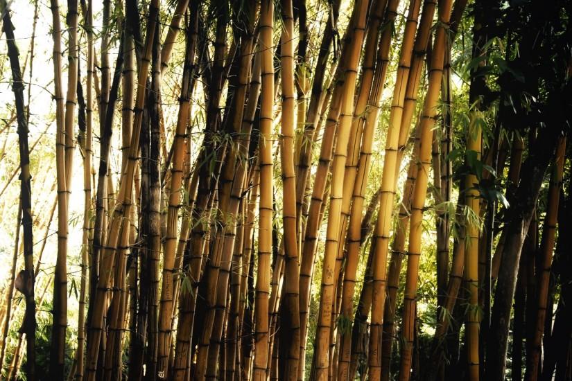 free download bamboo background 1920x1200 pc