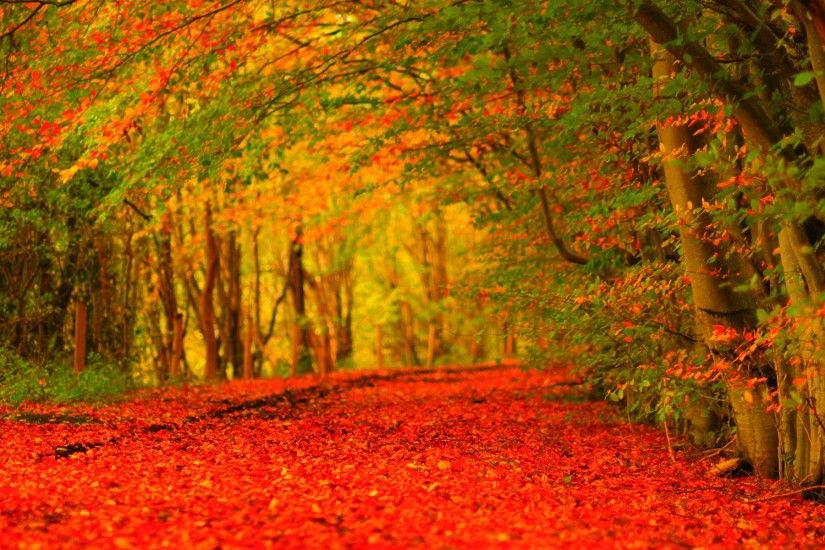 ... autumn leaves falling background | Download Wallpaper | Pinterest .