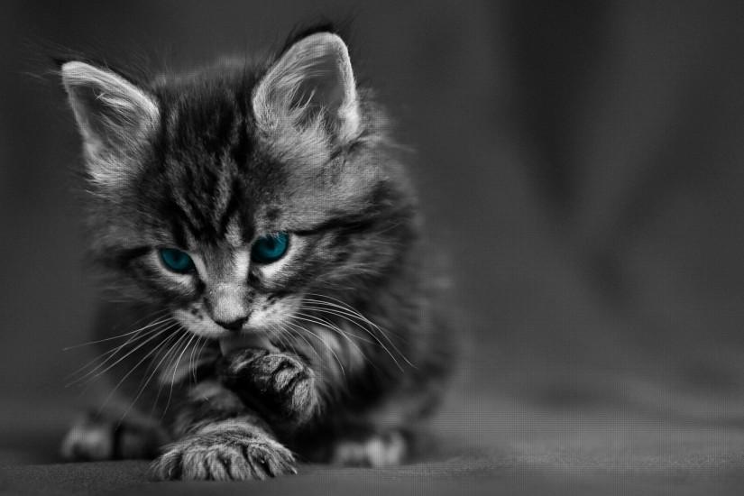 Preview wallpaper cat, black white, blue, eyes, baby, beautiful 2560x1440