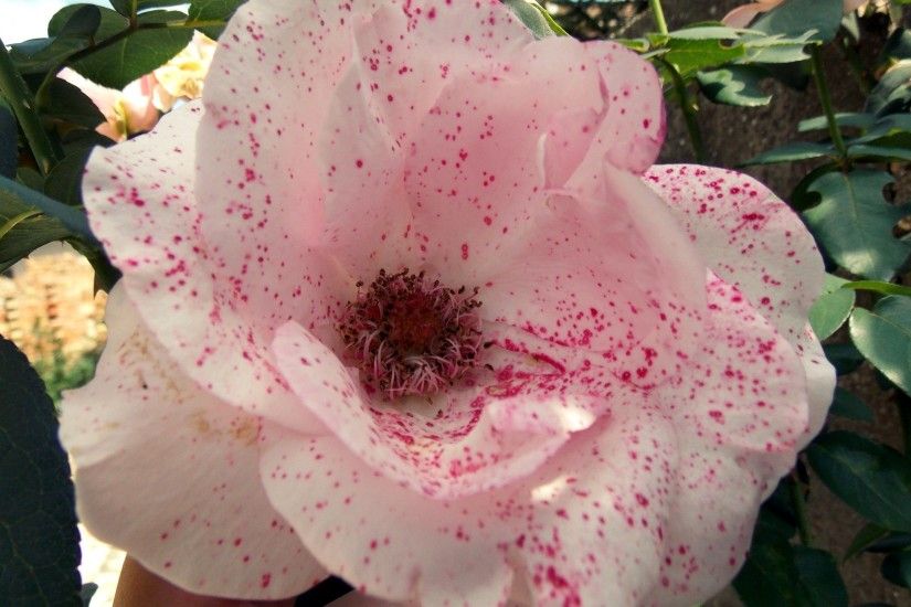 hd wallpaper white rose pink spots