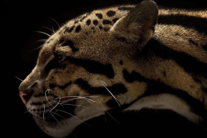 HD Wallpaper | Background ID:408740. 1920x1200 Animal Clouded Leopard