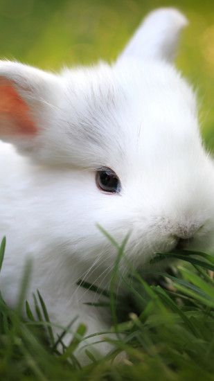 1440x2560 Wallpaper rabbit, grass, food, cute