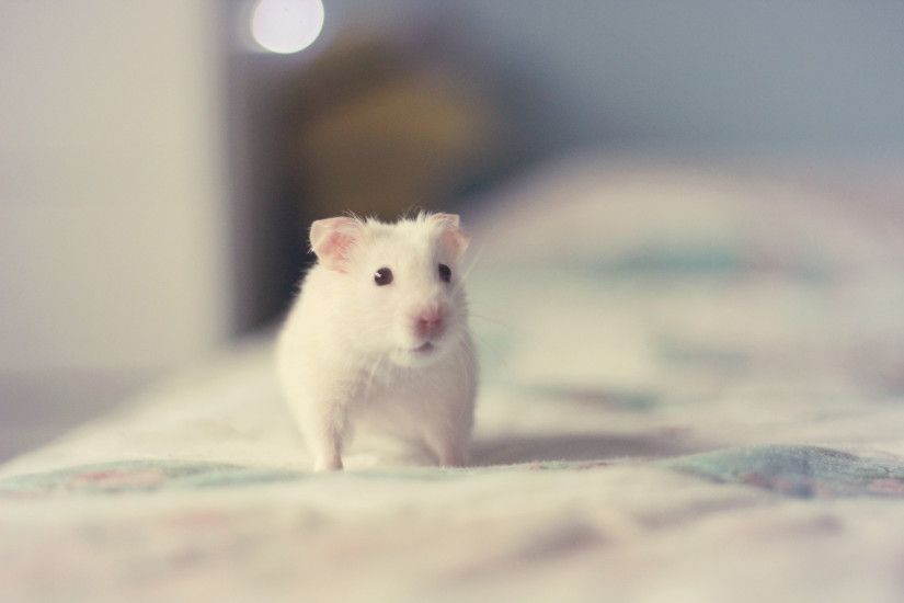 Cute Hamster Wallpaper ·① WallpaperTag