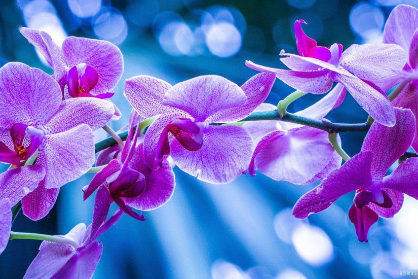 Purple Orchid Flowers Picture Hd Wallpapers 2560x1440 : Wallpapers13.com