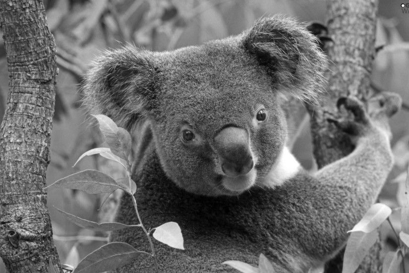 Koala, Australia, teddy bear