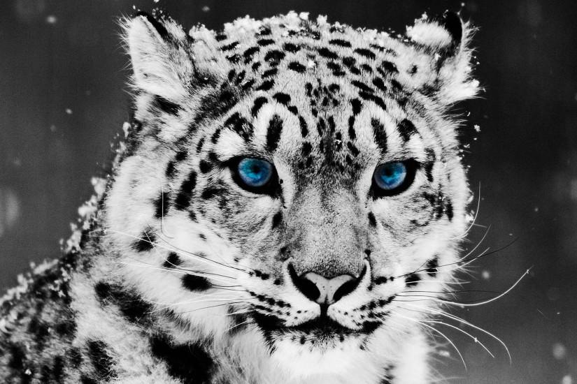 Snow Leopard Android Wallpapers