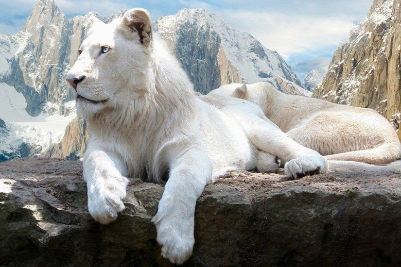 Animal - White Lion Lion Wallpaper