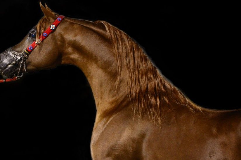 Wallpaper: Arabian Horse. Ultra HD 4K 3840x2160