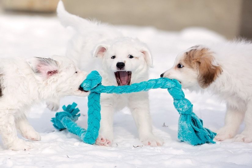 Cute Wallpapers Dogs Puppies