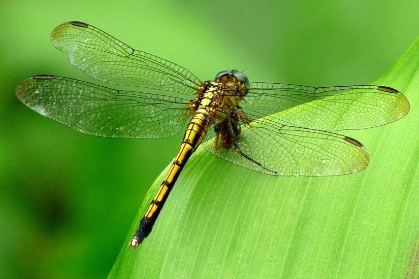 175 Dragonfly Wallpapers | Dragonfly Backgrounds