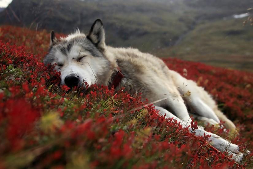 amazing wolf backgrounds 1920x1080