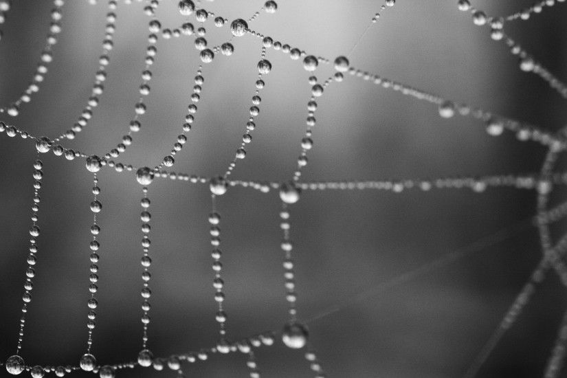 Free Spider Web Wallpaper 41569