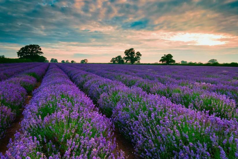 Purple fields of lavender wallpaper #16979