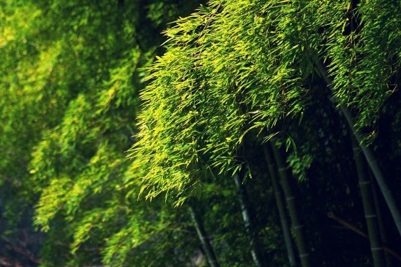 Trees Bamboo Green Bokeh Desktop Wallpaper Nature High Resolution