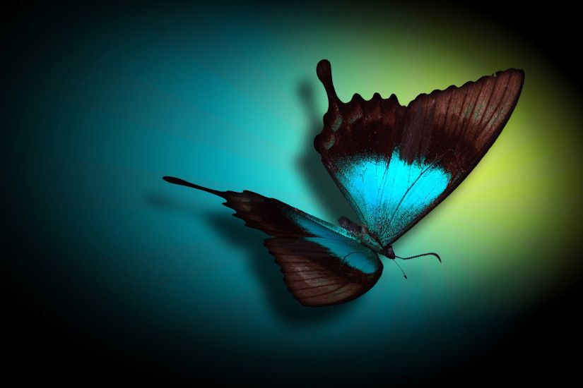 Get Butterflies HD Wallpapers, Butterfly Images, Cute Pics of Butterfly,  Lovely Images of Butterfly and more at xzoom.