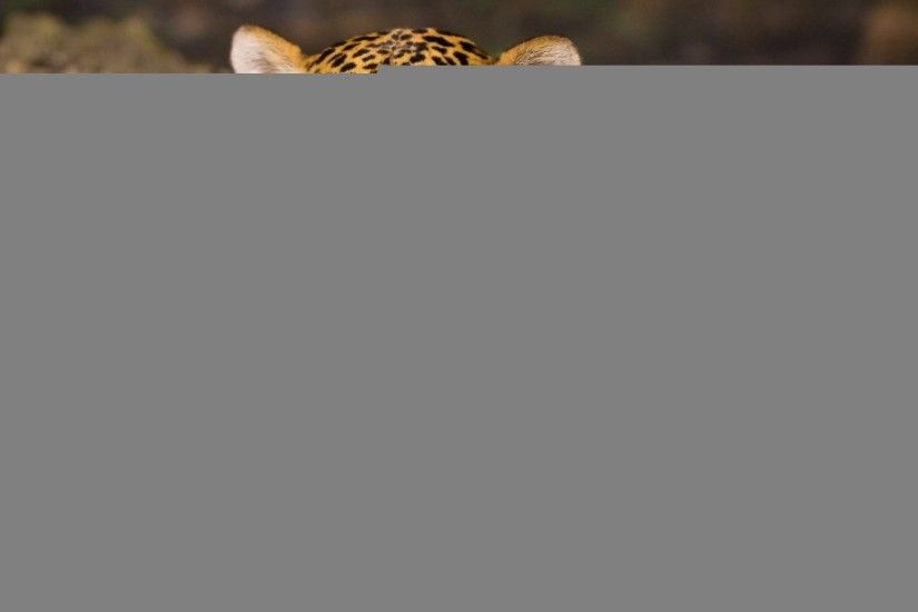 jaguar leopard cheetah wallpaper hd windows wallpapers hd download amazing  cool background images mac tablet 1920Ã1200 Wallpaper HD