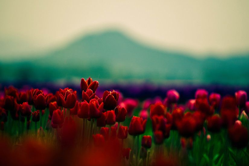 Best 10+ Hd flower wallpaper ideas on Pinterest | Hd flowers, Spring flowers  wallpaper and Pink flower wallpaper