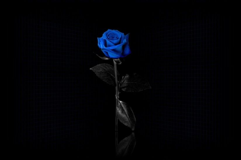 blue Rose, Flowers, Minimalism, Selective Coloring, Simple Background, Blue  Flowers Wallpapers HD / Desktop and Mobile Backgrounds