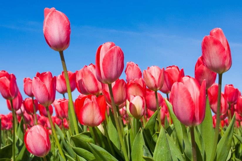 ... Nature wallpaper desktop spring flower with red tulips