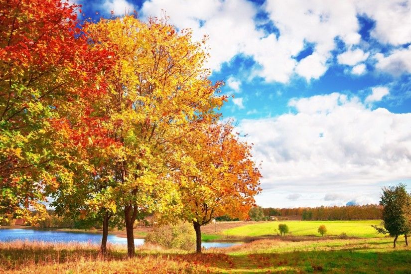 2560x1440 Wallpaper autumn, trees, colors, palette, bright, leaf fall