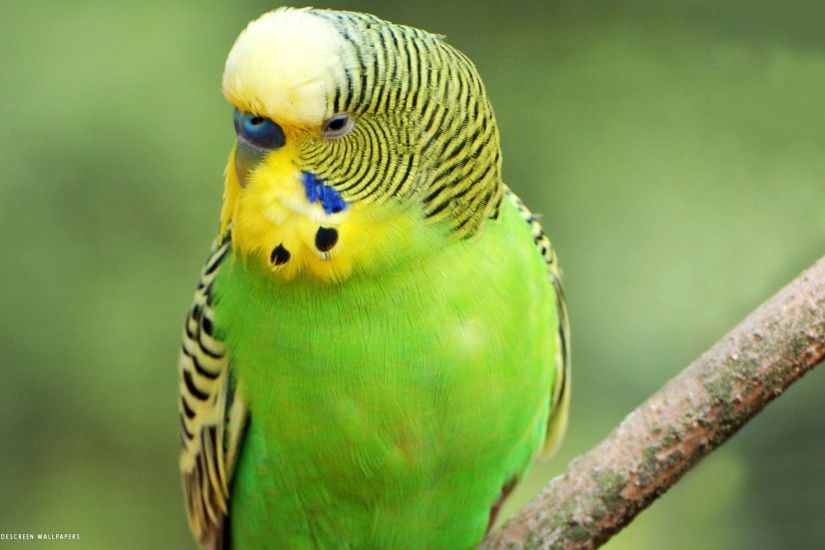 budgie parrot royal blue cere male bird hd widescreen wallpaper