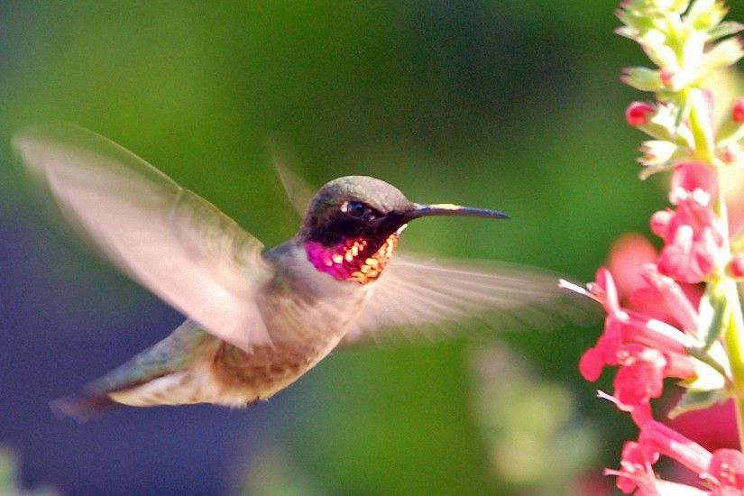 desktop hd hummingbird wallpaper
