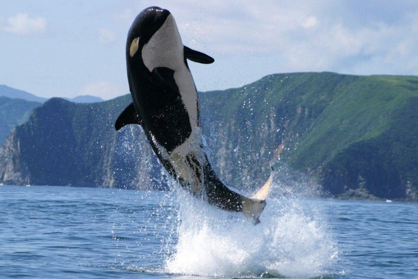 Image of Orca Killer Whale