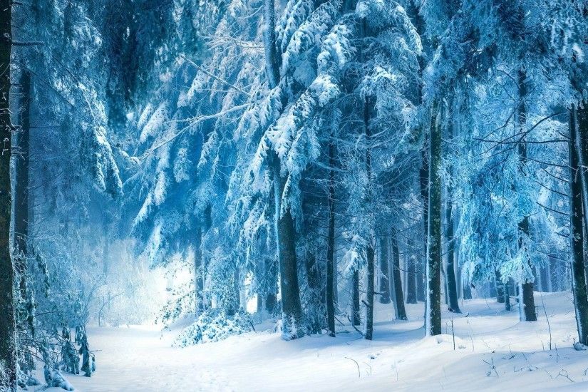 Wallpapers For > Snowy Dark Forest Wallpaper
