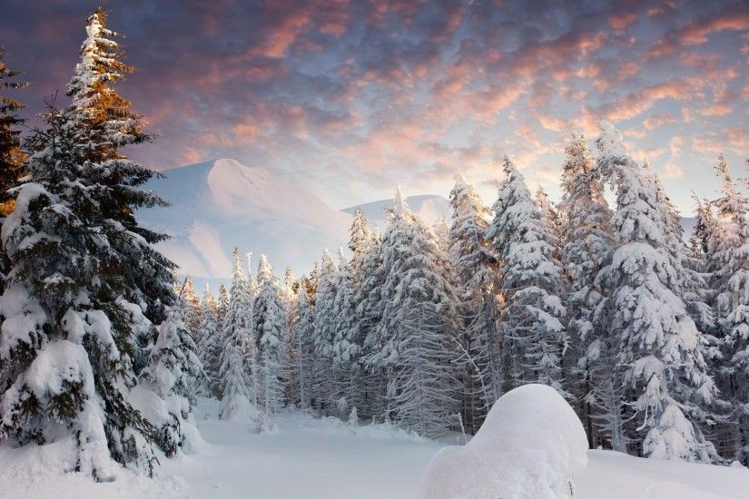 Landscape Nature Snow Forest Wallpapers Hd Desktop And Mobile