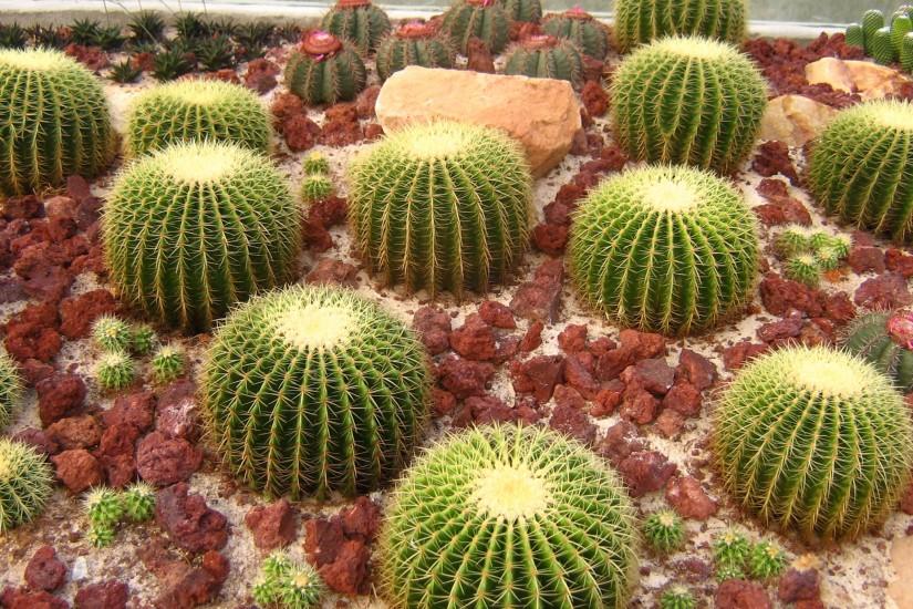 cactus wallpapers full hd with high resolution wallpaper desktop on flower  category similar with animated art