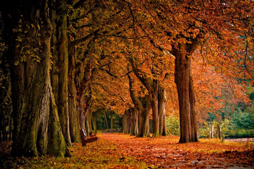 download cool hd autumn big trees widescreen background