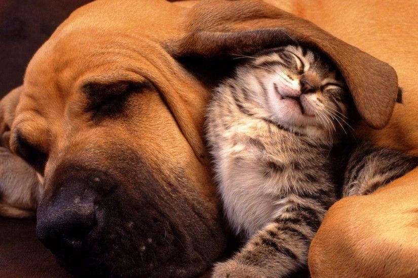 General 1920x1080 animals cat dog friendship sleeping nature closed eyes  animal ears baby animals bloodhounds hounds