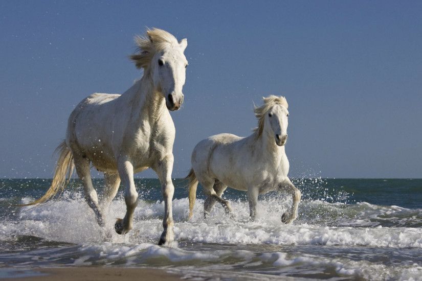 on Wallpaper Gallery Â· Horse Wallpapers For Computer - Wallpaper Gallery ...