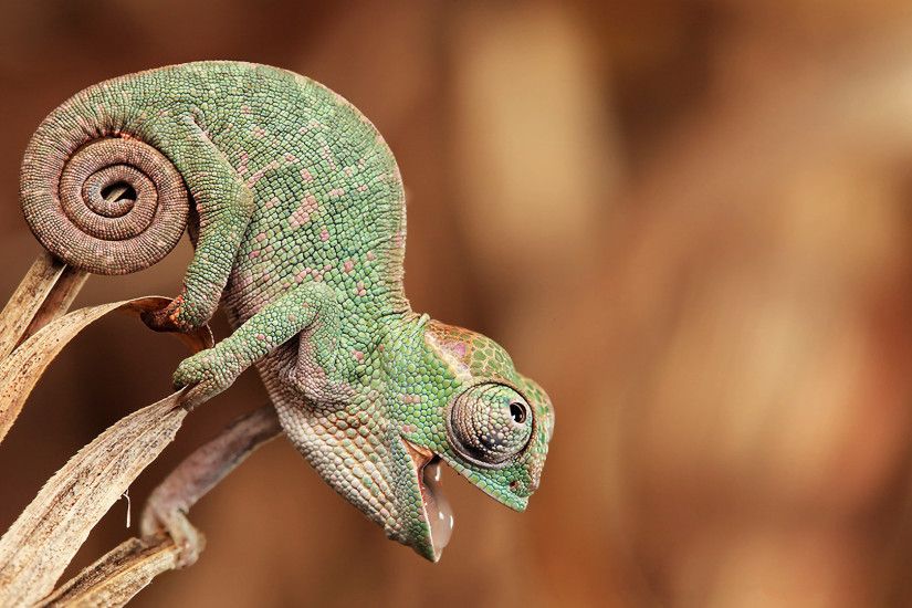 Baby Animals Chameleon Animal HD Desktop Wallpapers